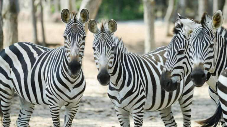 Zebras in the wild. mazikab via 123rf.
