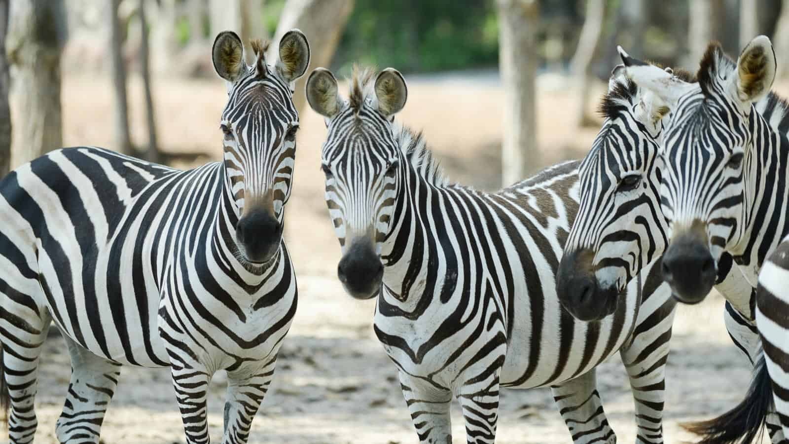 Zebras in the wild. mazikab via 123rf.