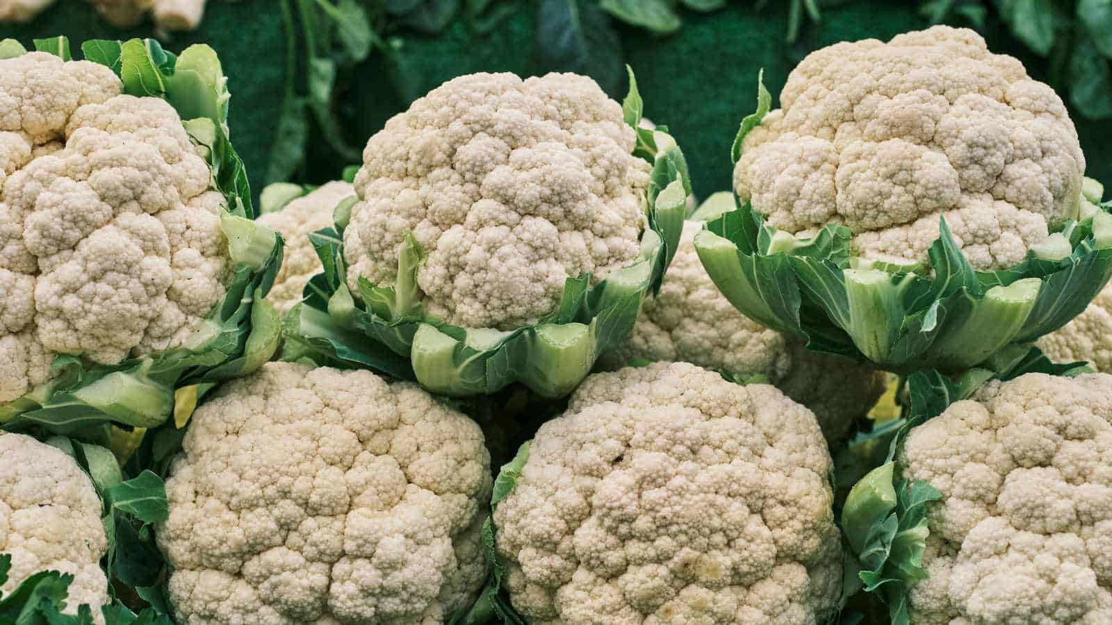 cauliflower