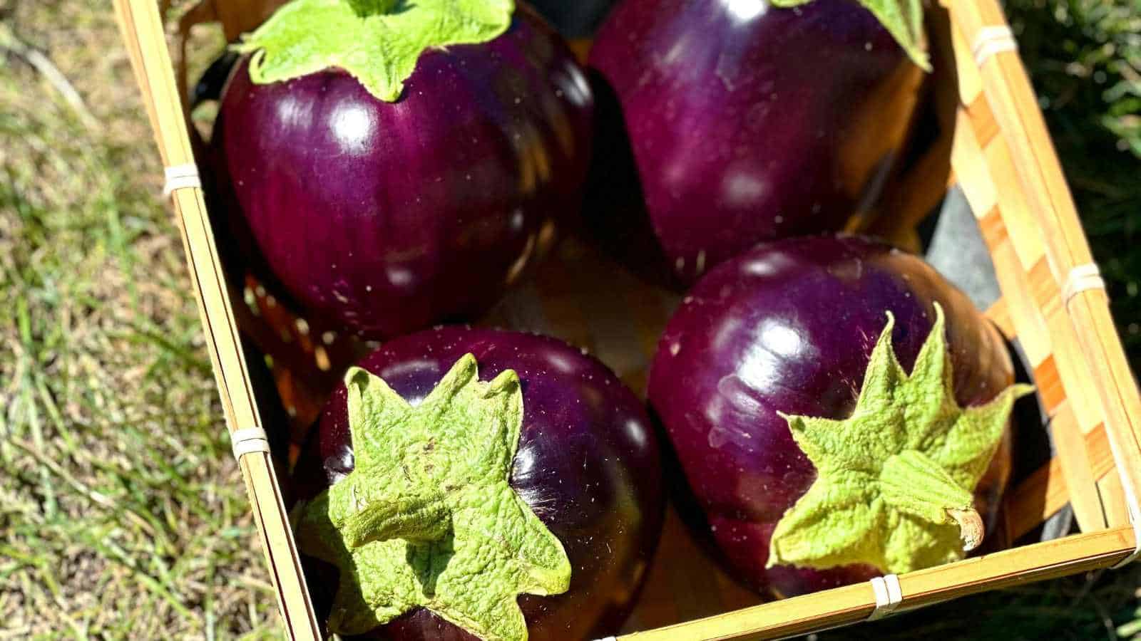 eggplant