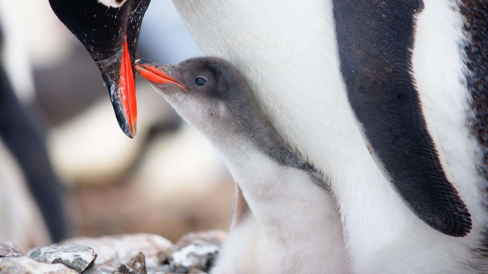 penguin chick. goinyk via 123rf.