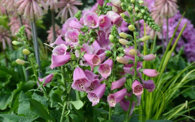foxglove