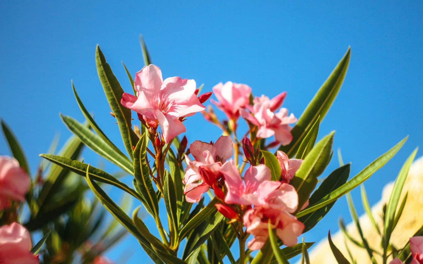 Oleander - Maria Sablina from Pexels