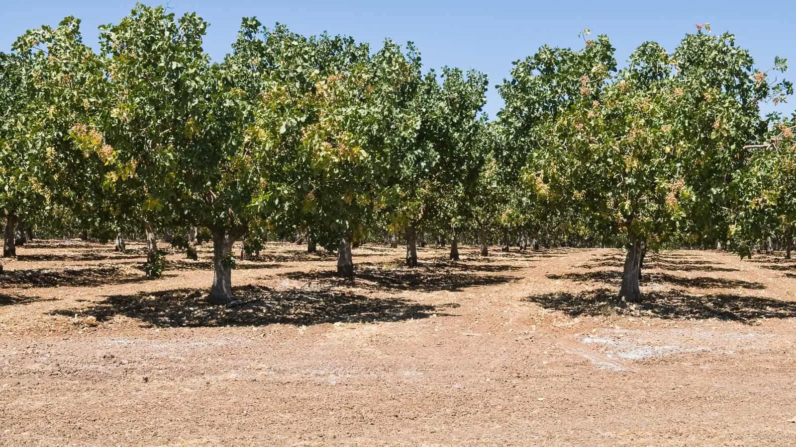 Pistachio trees. disorderly via 123rf