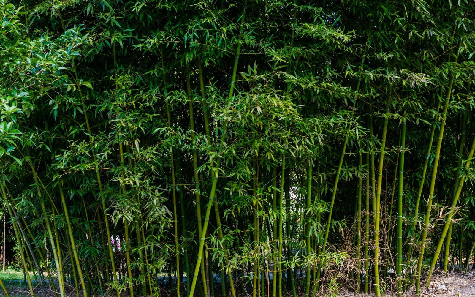 Running Bamboo 1ce via 123RF