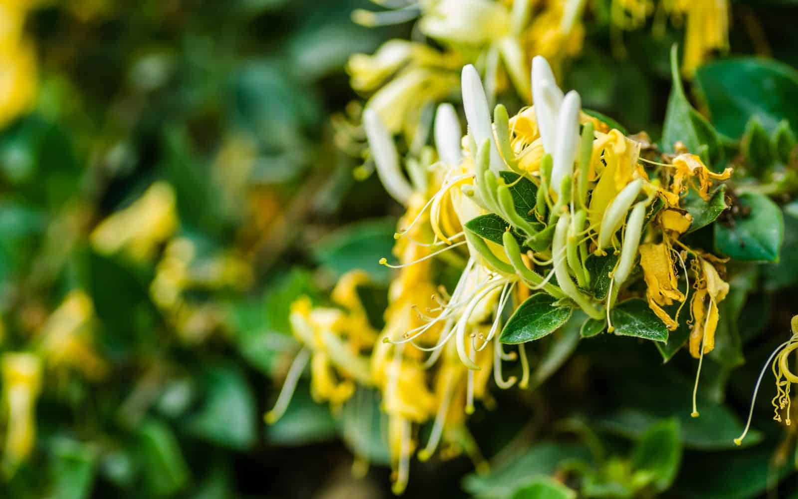 Japanese Honeysuckle