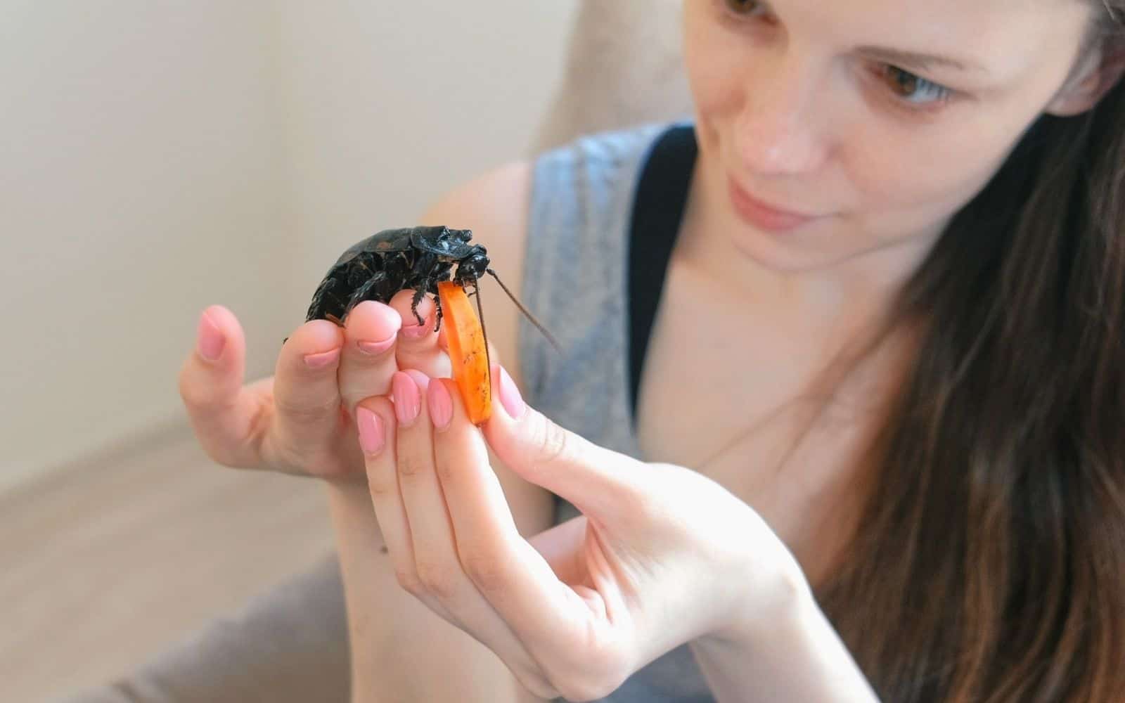 Young woman holding and feeding with carrot a male of Gromphadorhina portentosa the hissing cockroach, one of the largest species of Madagascar cockroach.