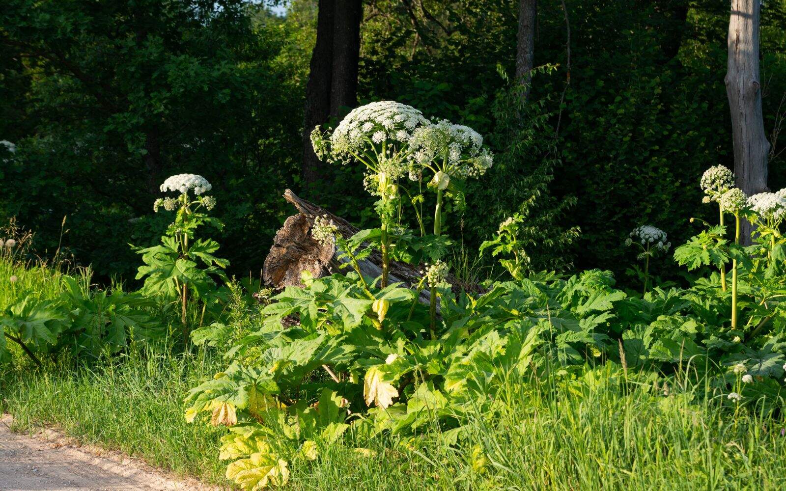 hawkmedialv via 123RF - Cow parsley Giant Hogweed