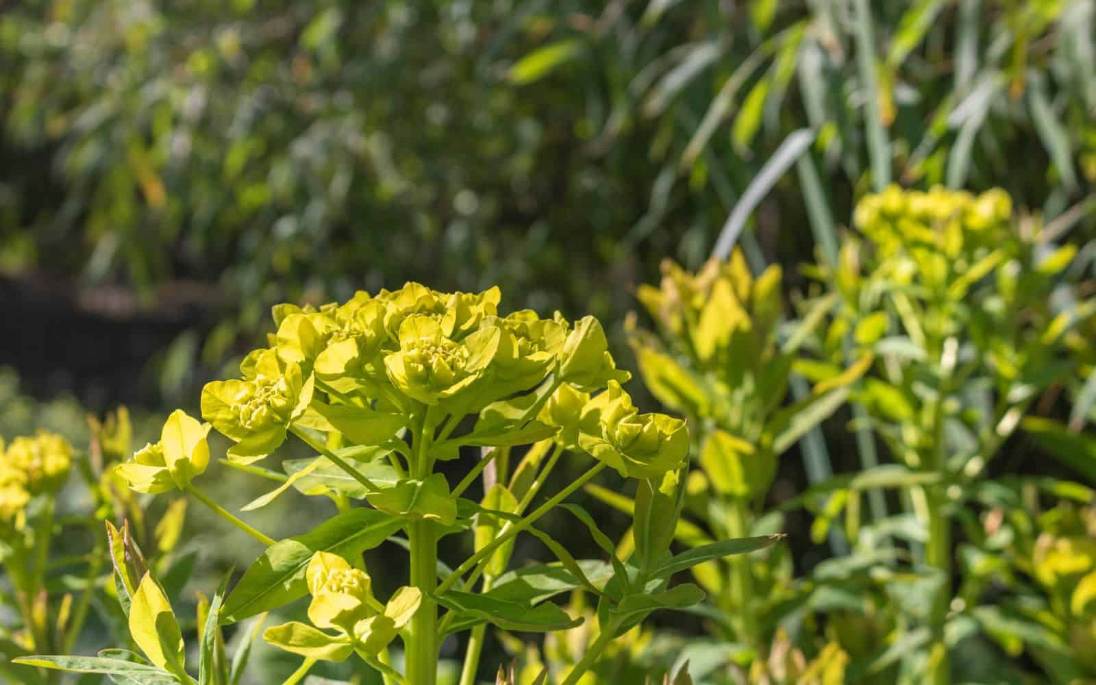 irinastev via 123RF - Spurge