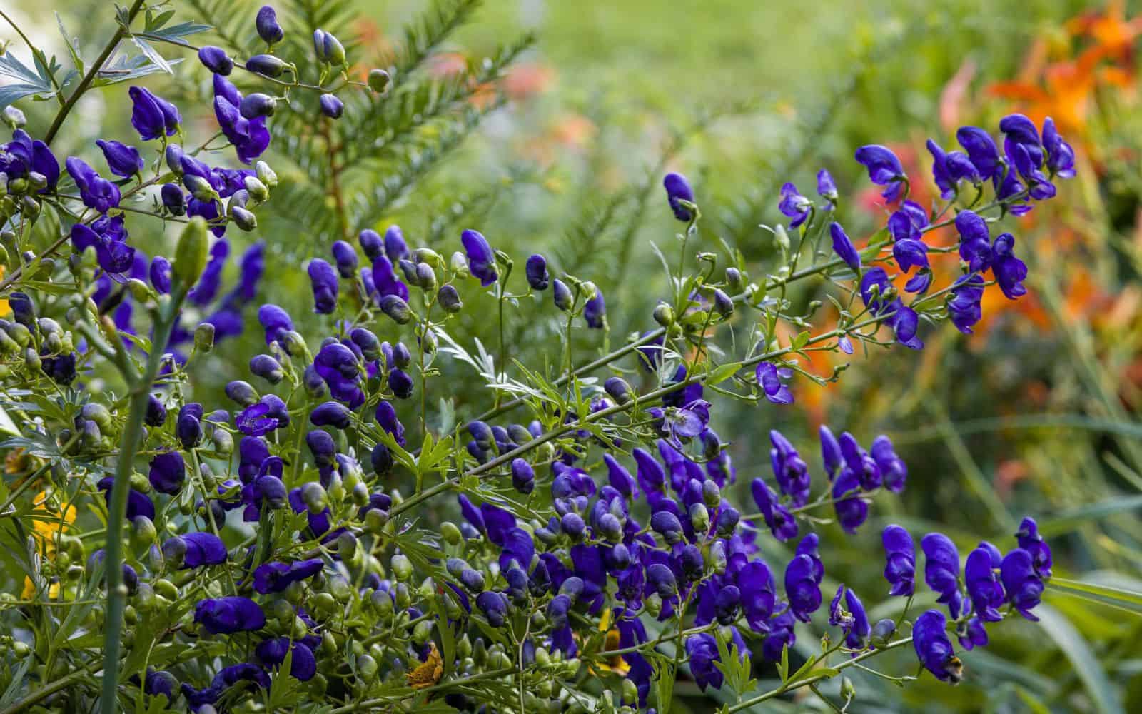 Monkshood