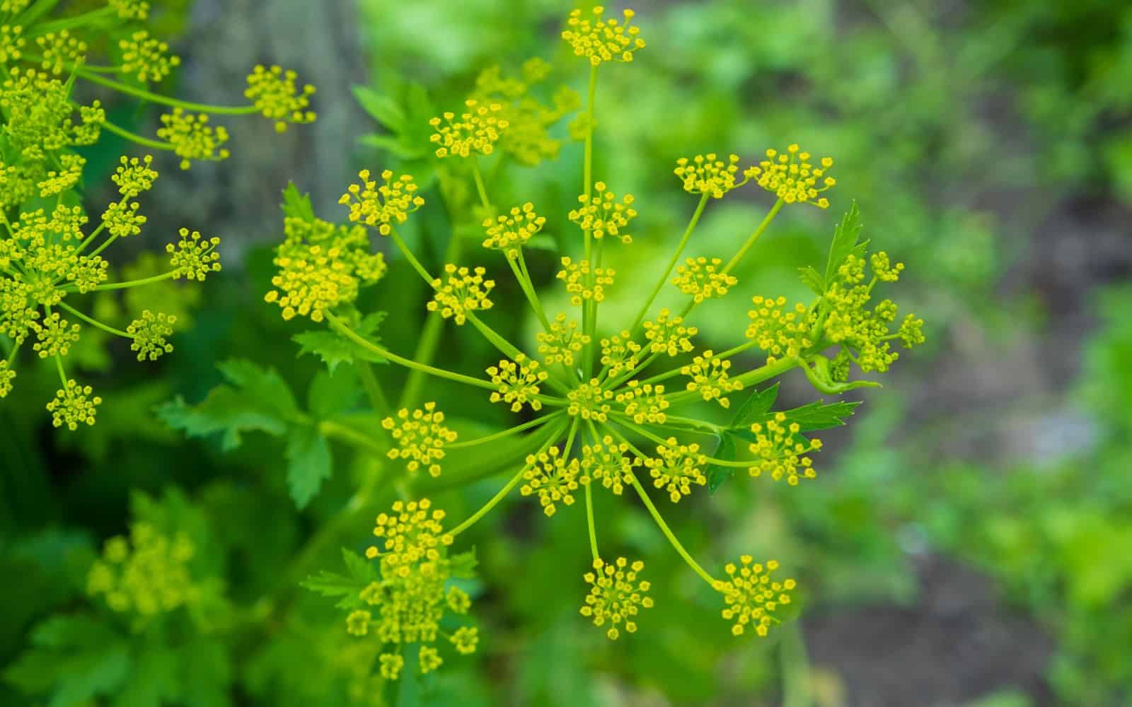 kornyeyeva via 123RF - Wild Parsnip
