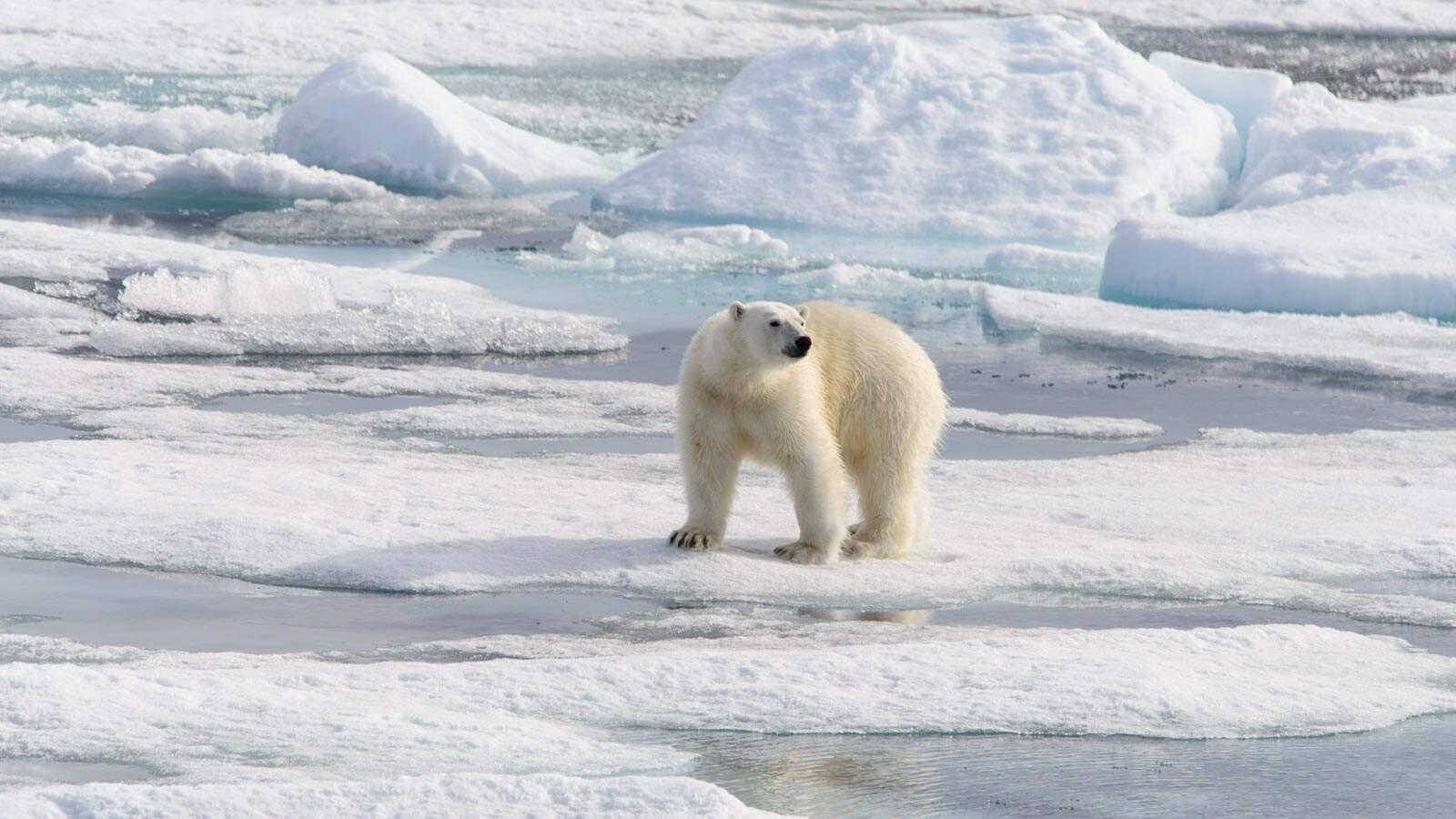 lone polar bear. alexeyseafarer via 123rf