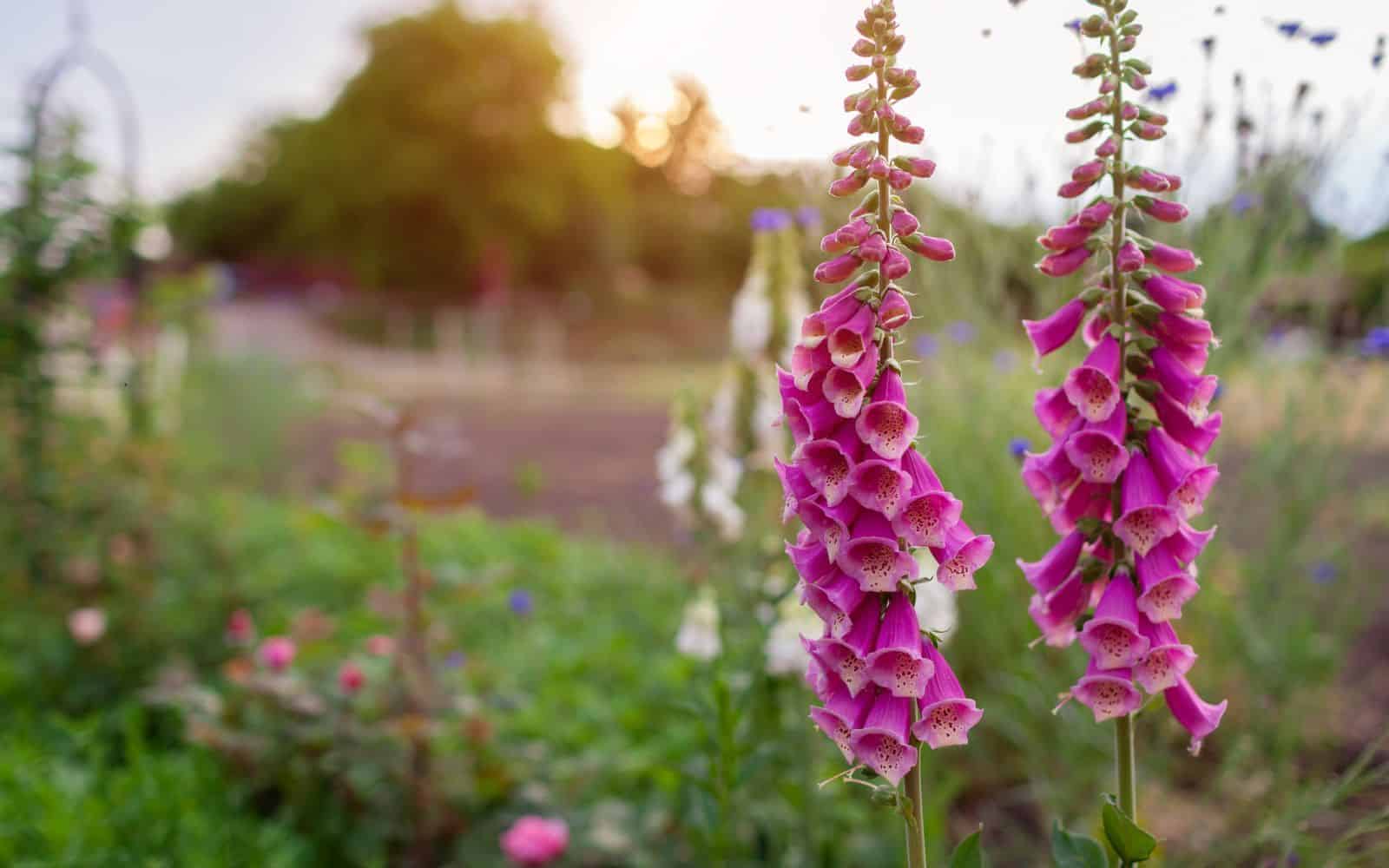 foxglove