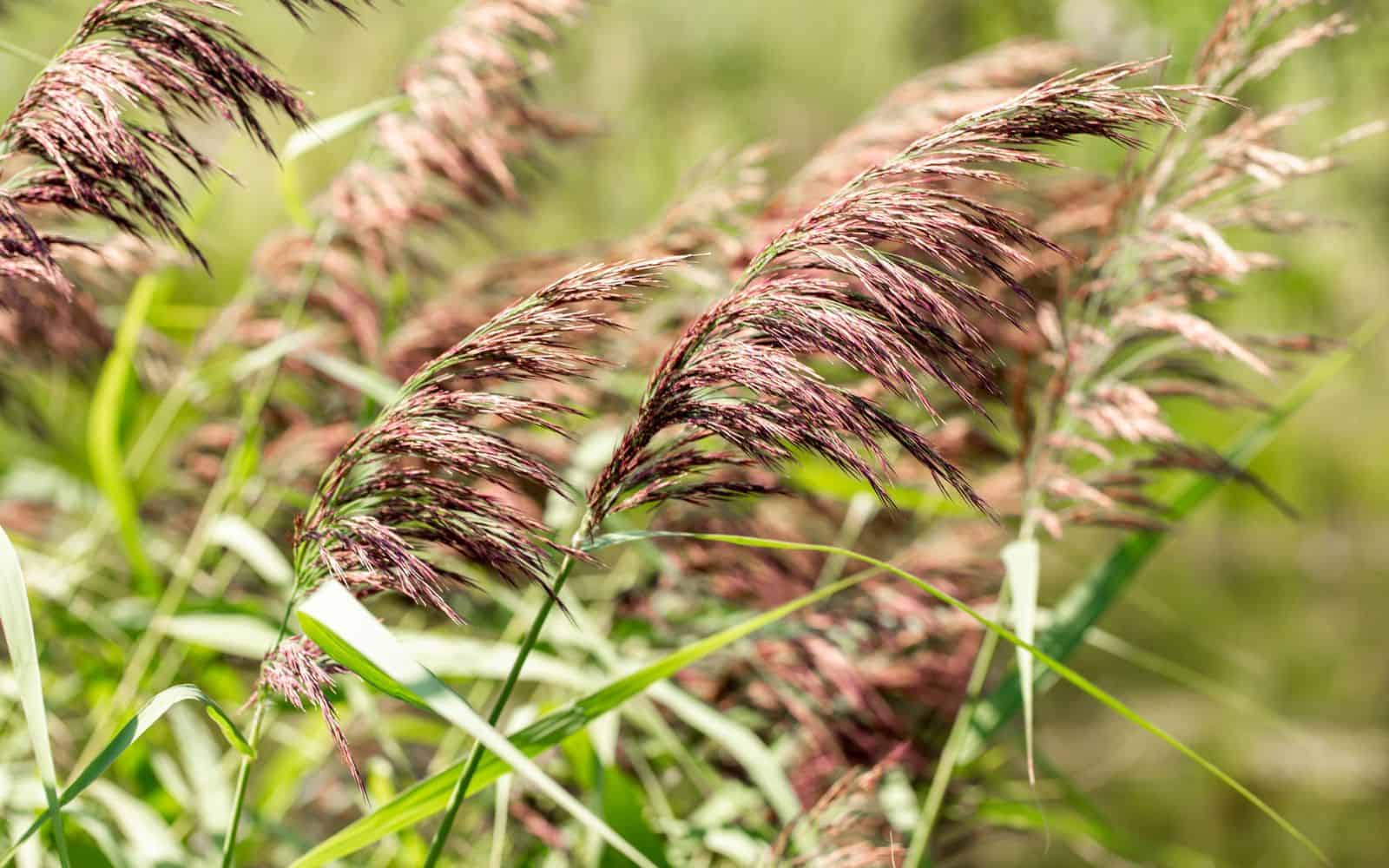common reed phragmites australis