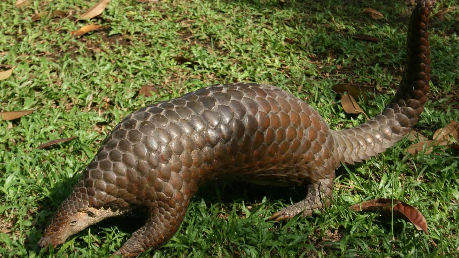 pangolin. noegrr via 123rf