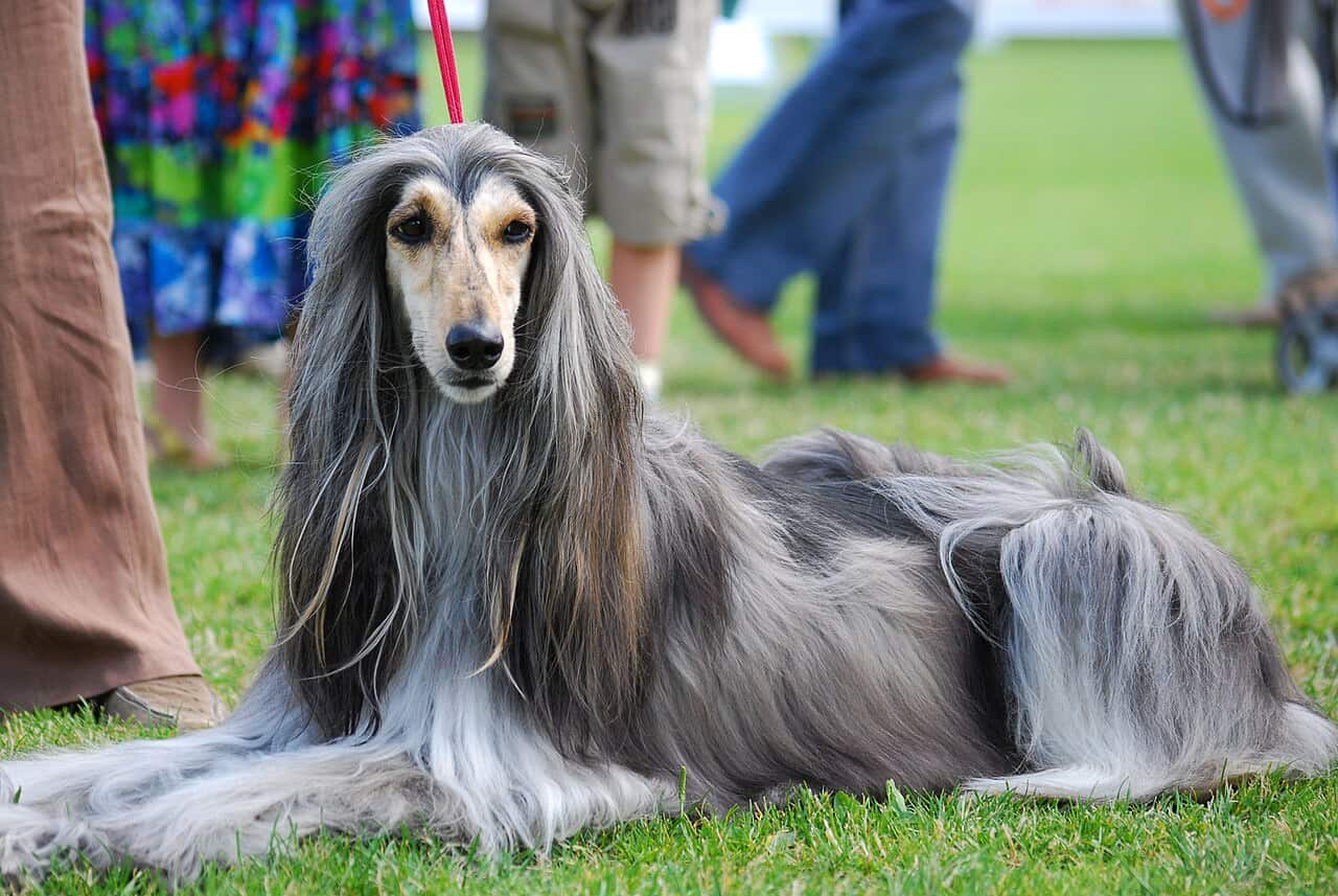 9 dog breeds fewer people go for these days