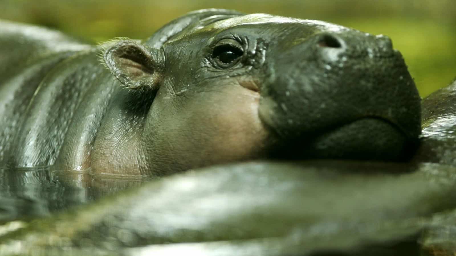 Pygmy hippo. kitch via 123rf.