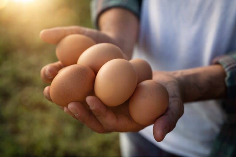 Supermarket egg prices plummet 35 percent annually, providing a highly affordable protein option despite overall grocery inflation