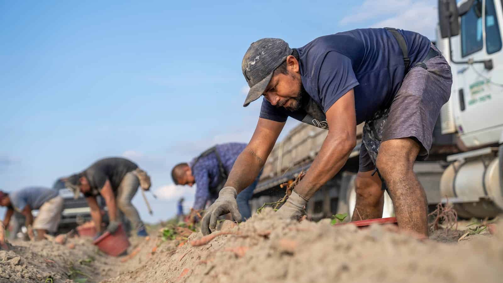 Farm workers diligently tending to crops in a rural field under a clear sky.