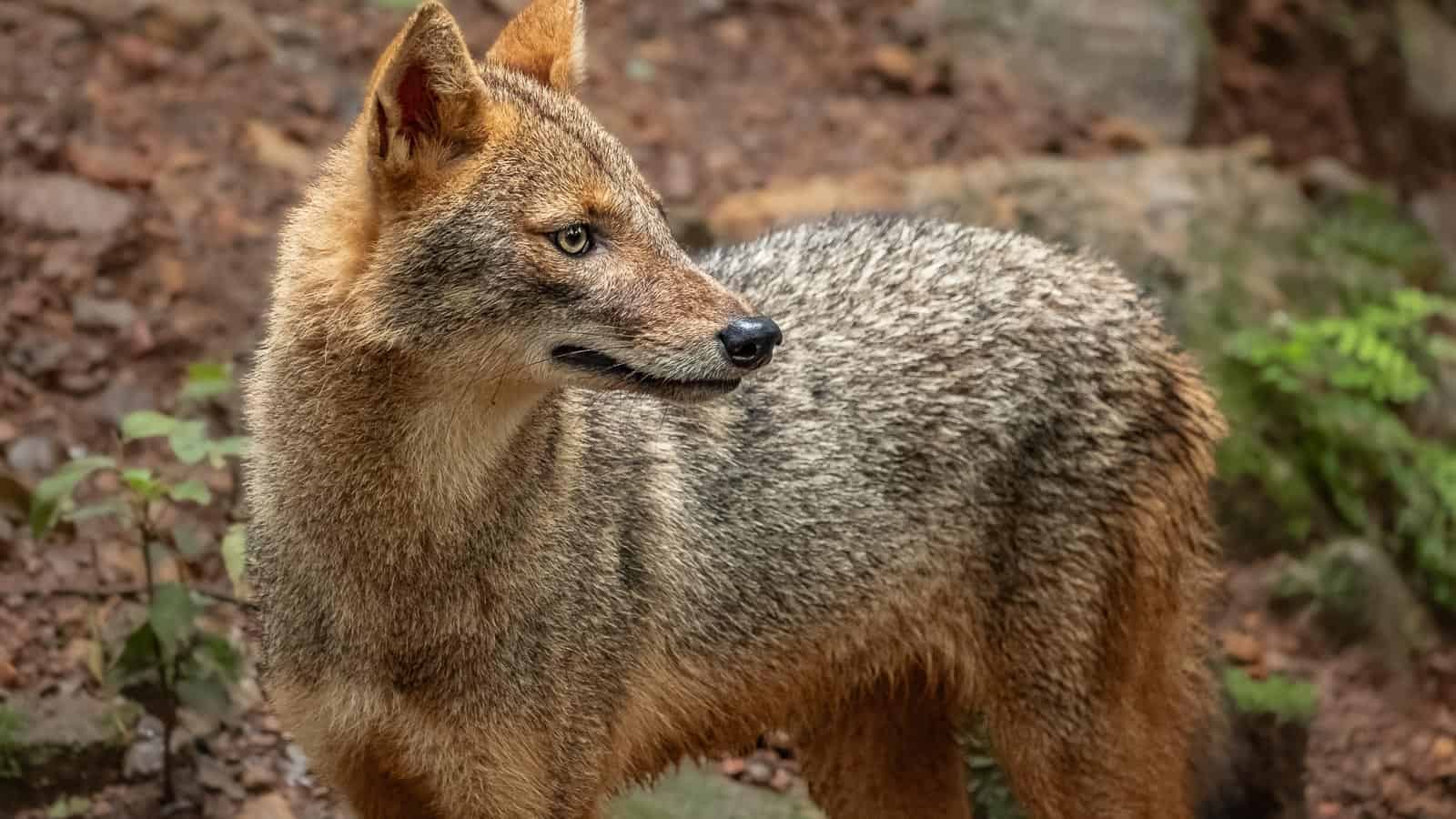 jackal. elenaphoto via 123rf