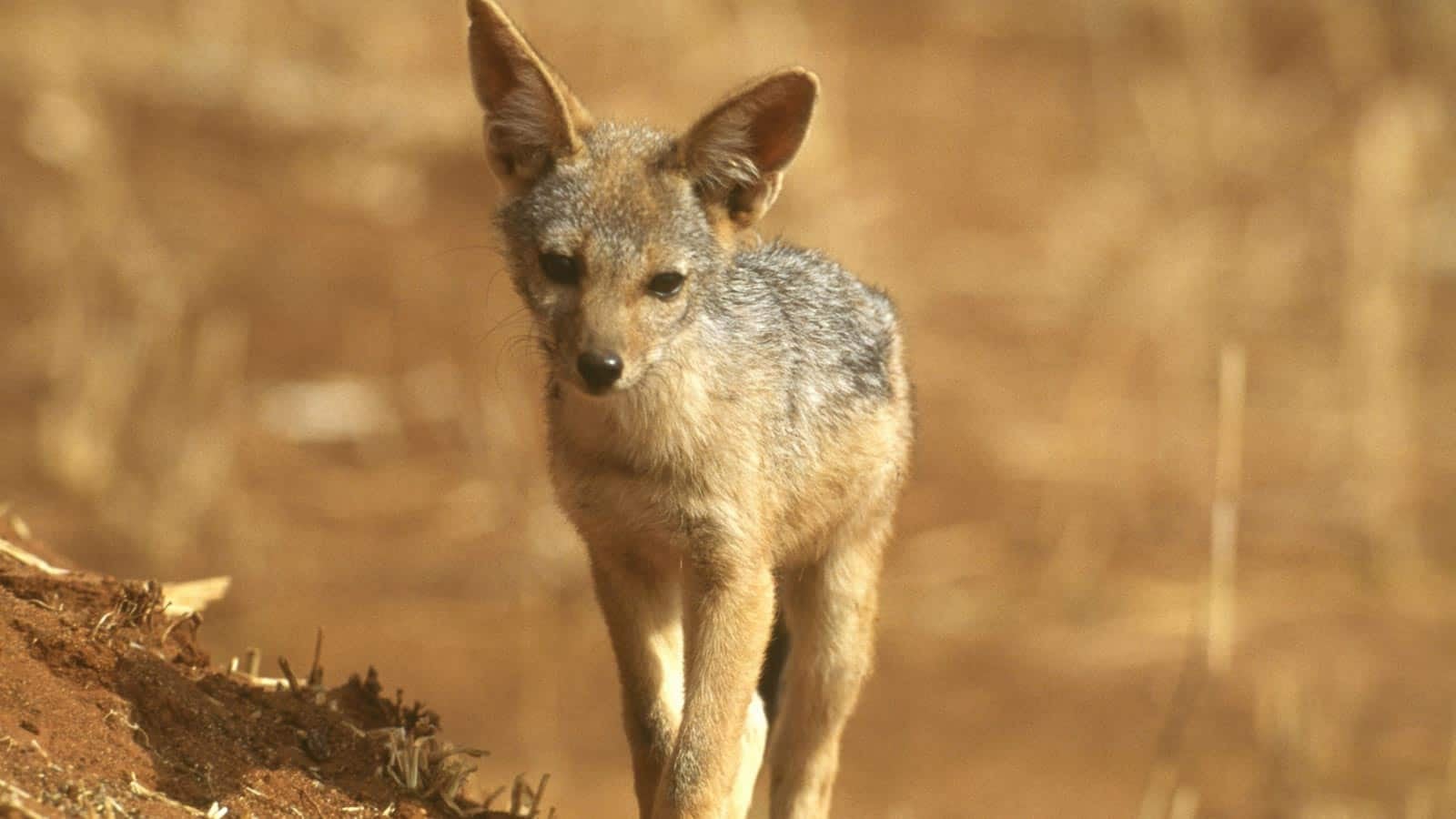 jackal. paylessimages via 123rf