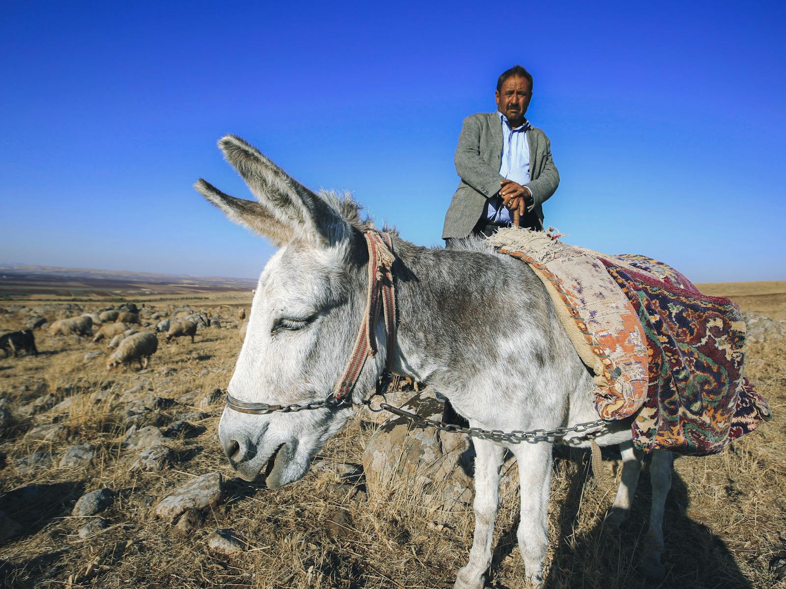 Man standing by a donkey with colorful saddle blanket in rugged rural scenery.