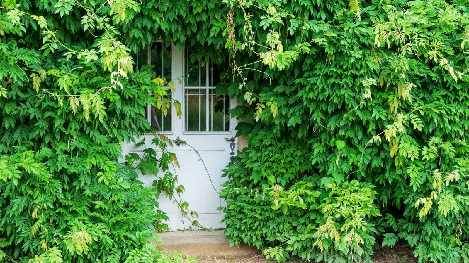 12 Ways Wealthy Women Are Redesigning Homes for Safety and Privacy