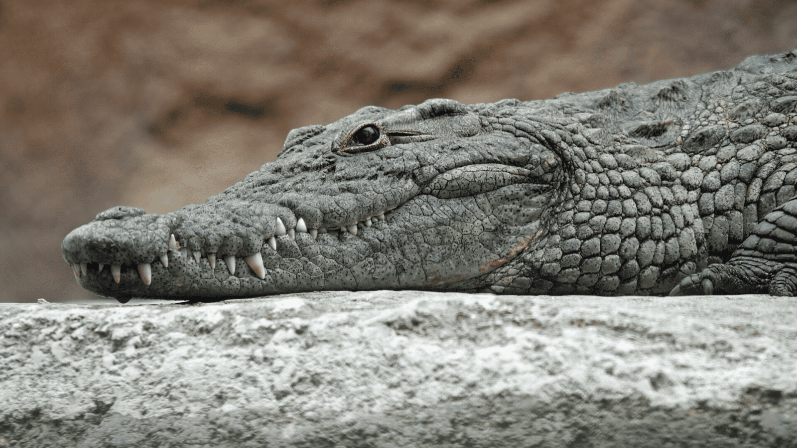 Nile crocodile