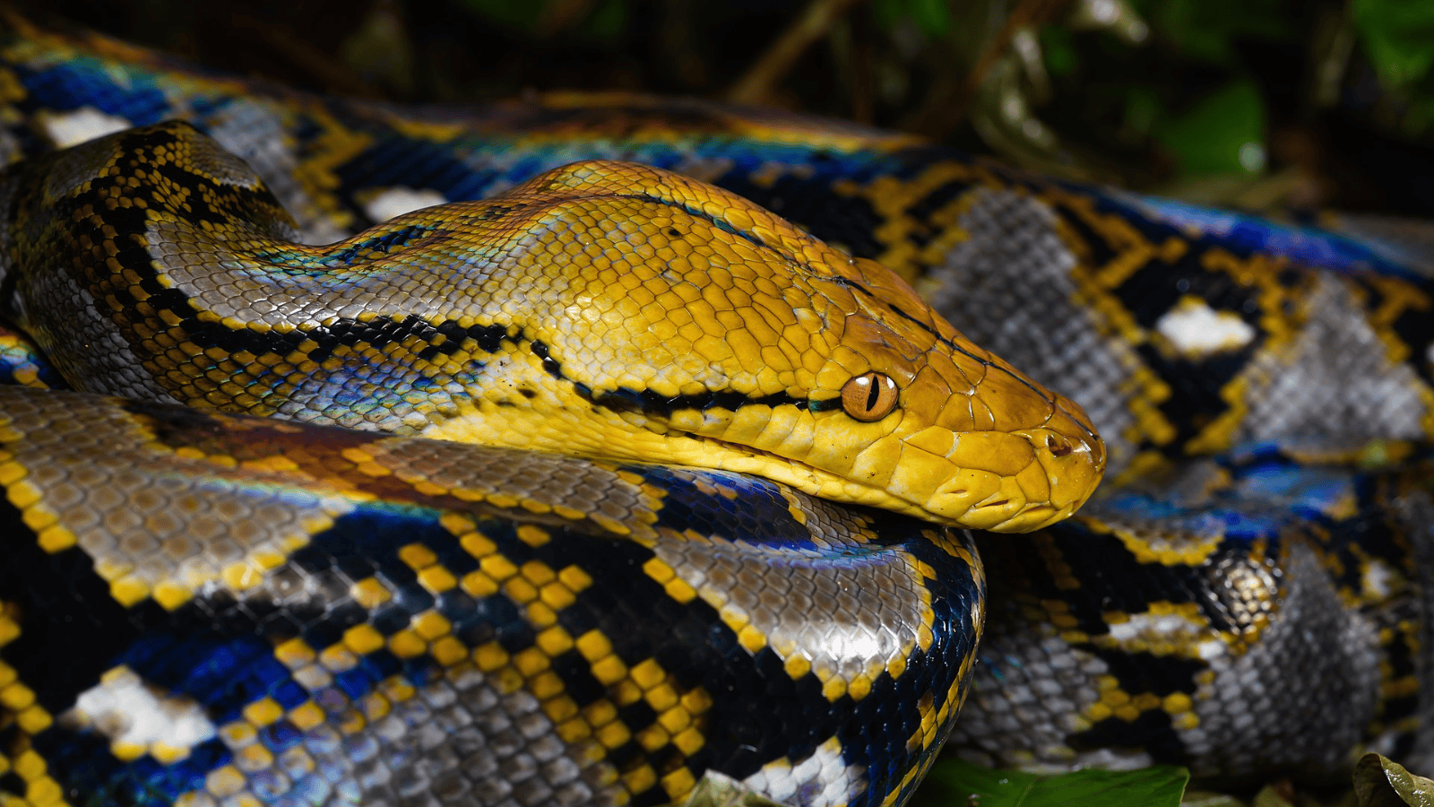 Reticulated python