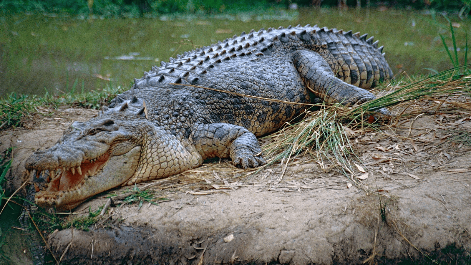 Saltwater crocodile
