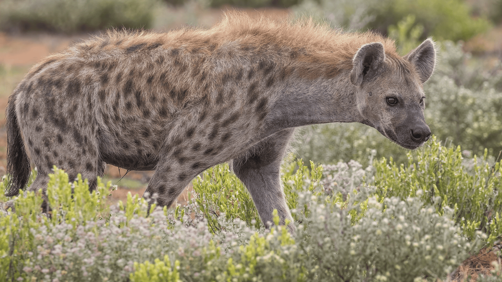 Spotted hyena