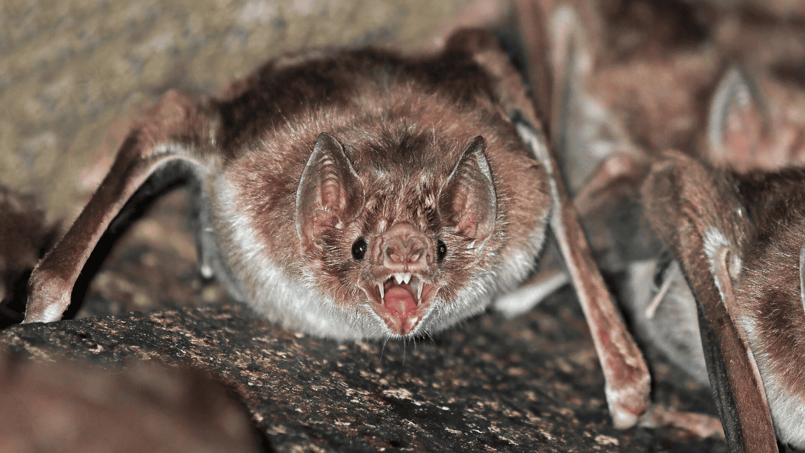 Vampire bat