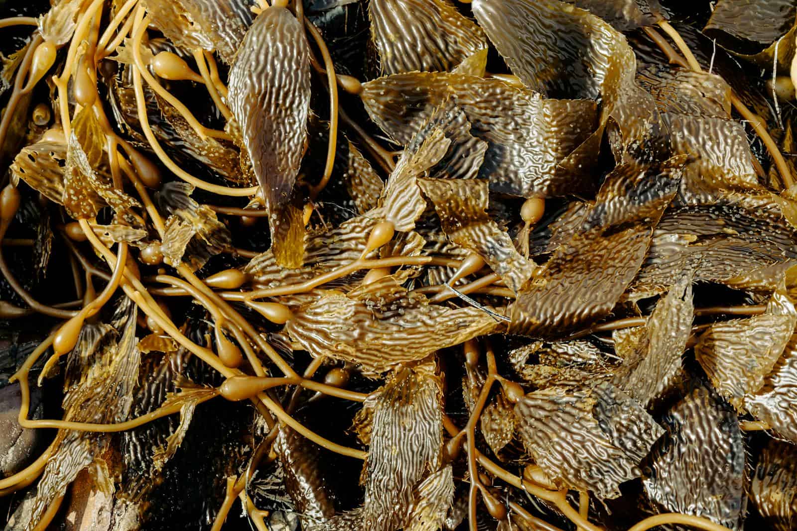 Close-up shot of intricate kelp seaweed patterns washed ashore, showcasing unique textures.
