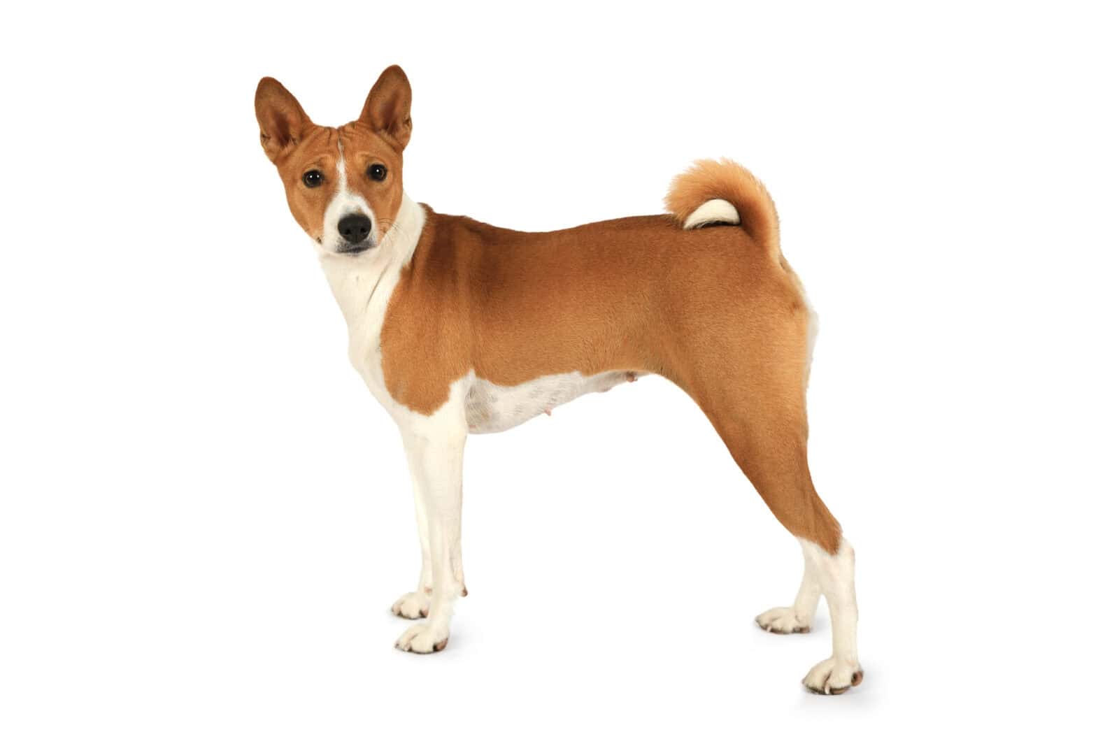Basenji
