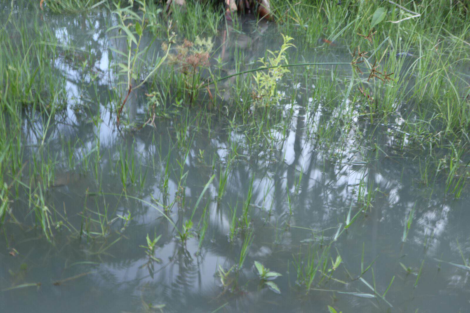 The yard drains poorly