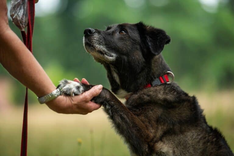 12 reasons your dog may put its paw on you