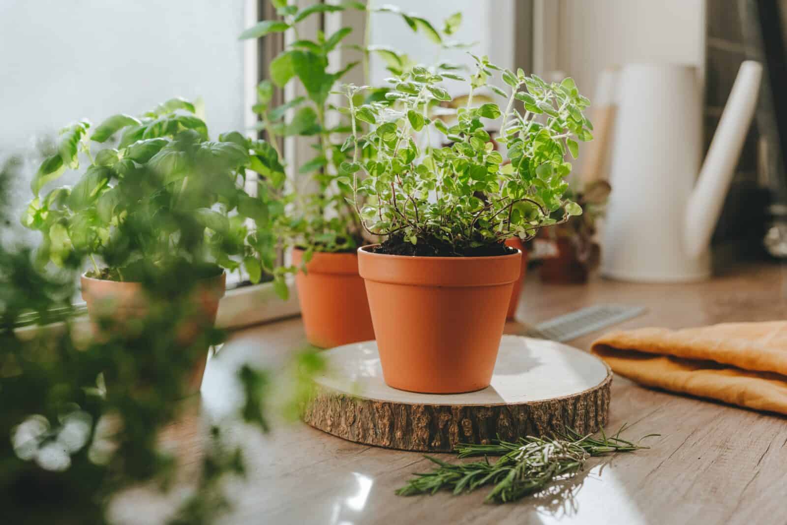 Grow herbs at home