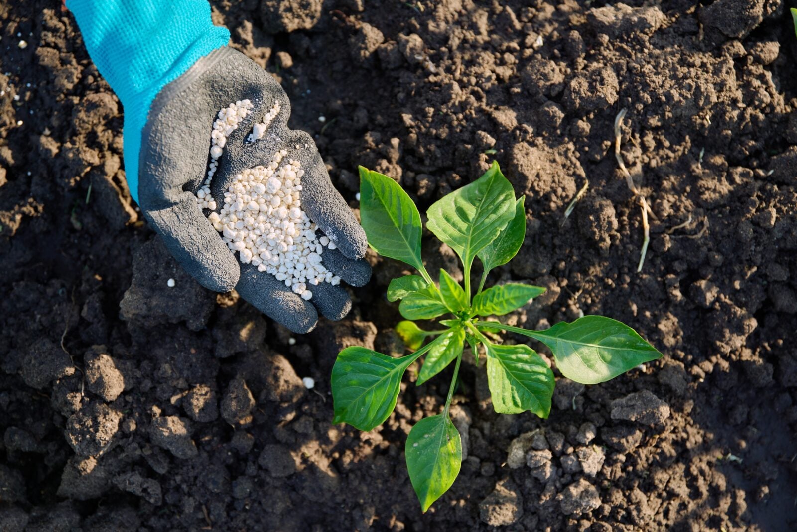 Fertilizer runoff feeds dead zones
