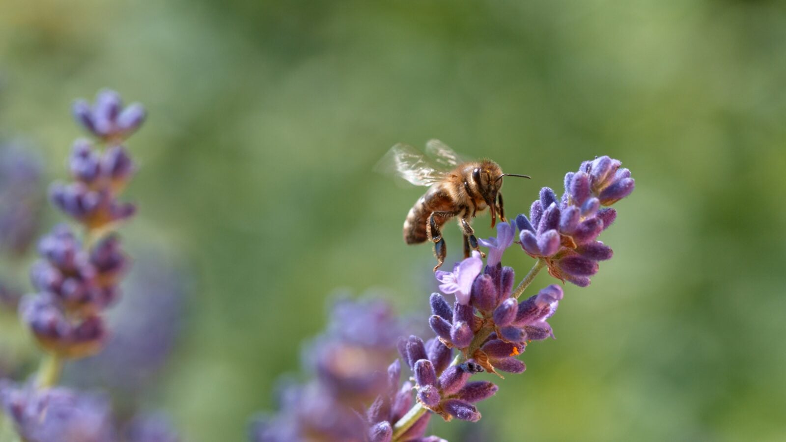 Insects hold the food web