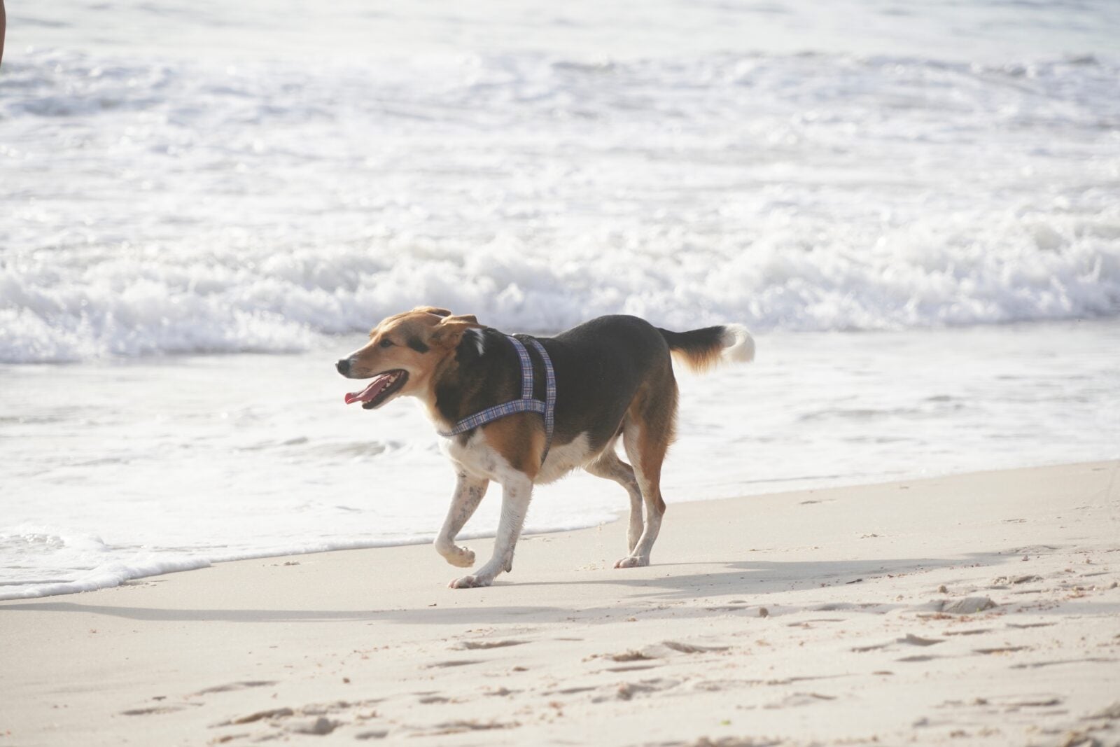 Loose dog