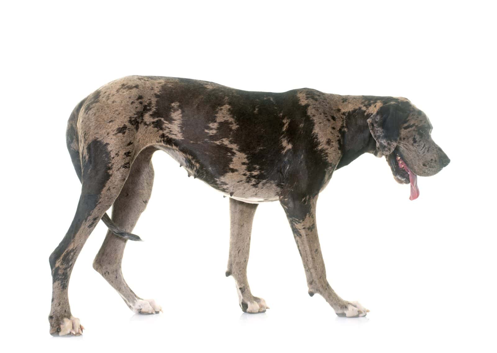 great Dane