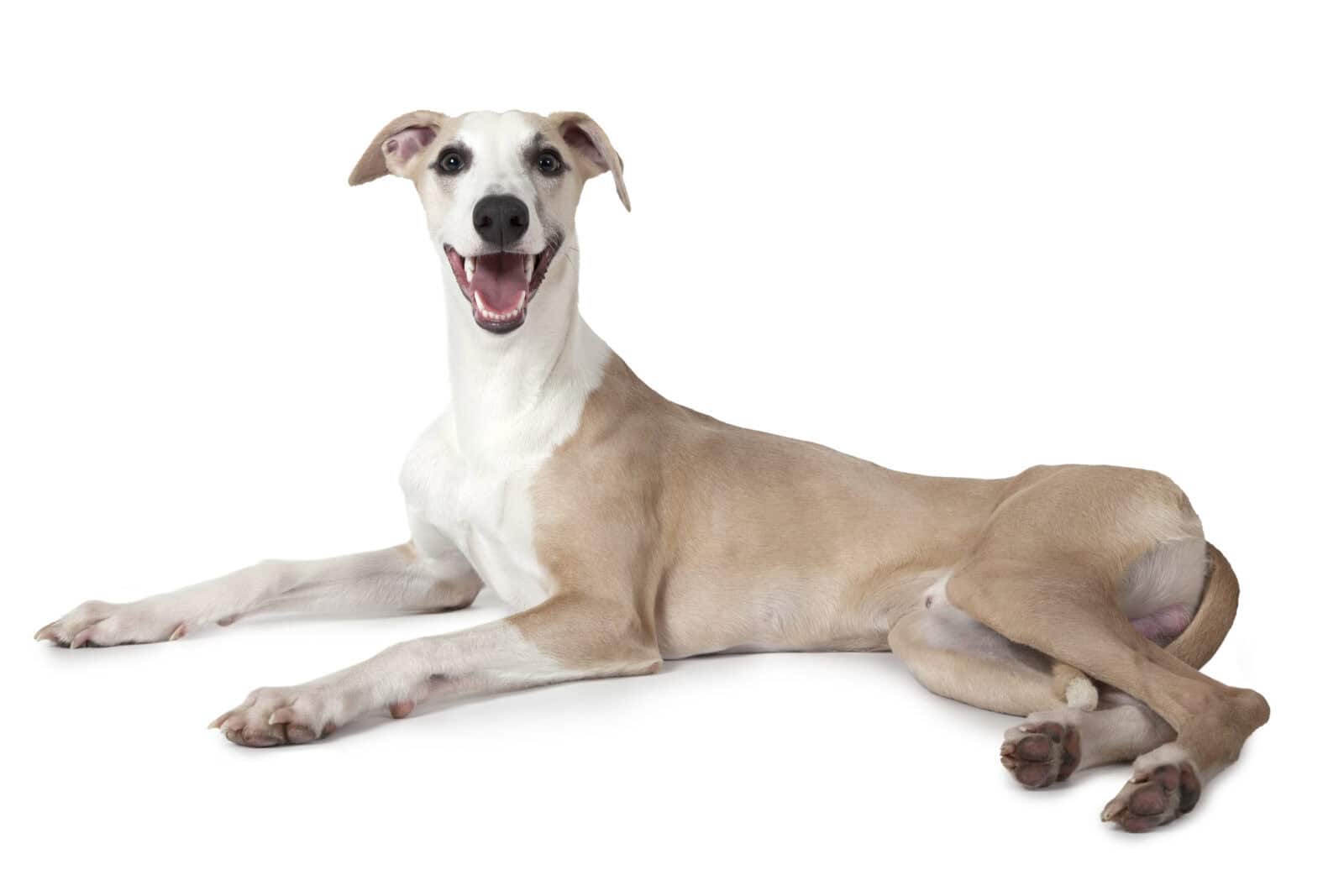 whippet