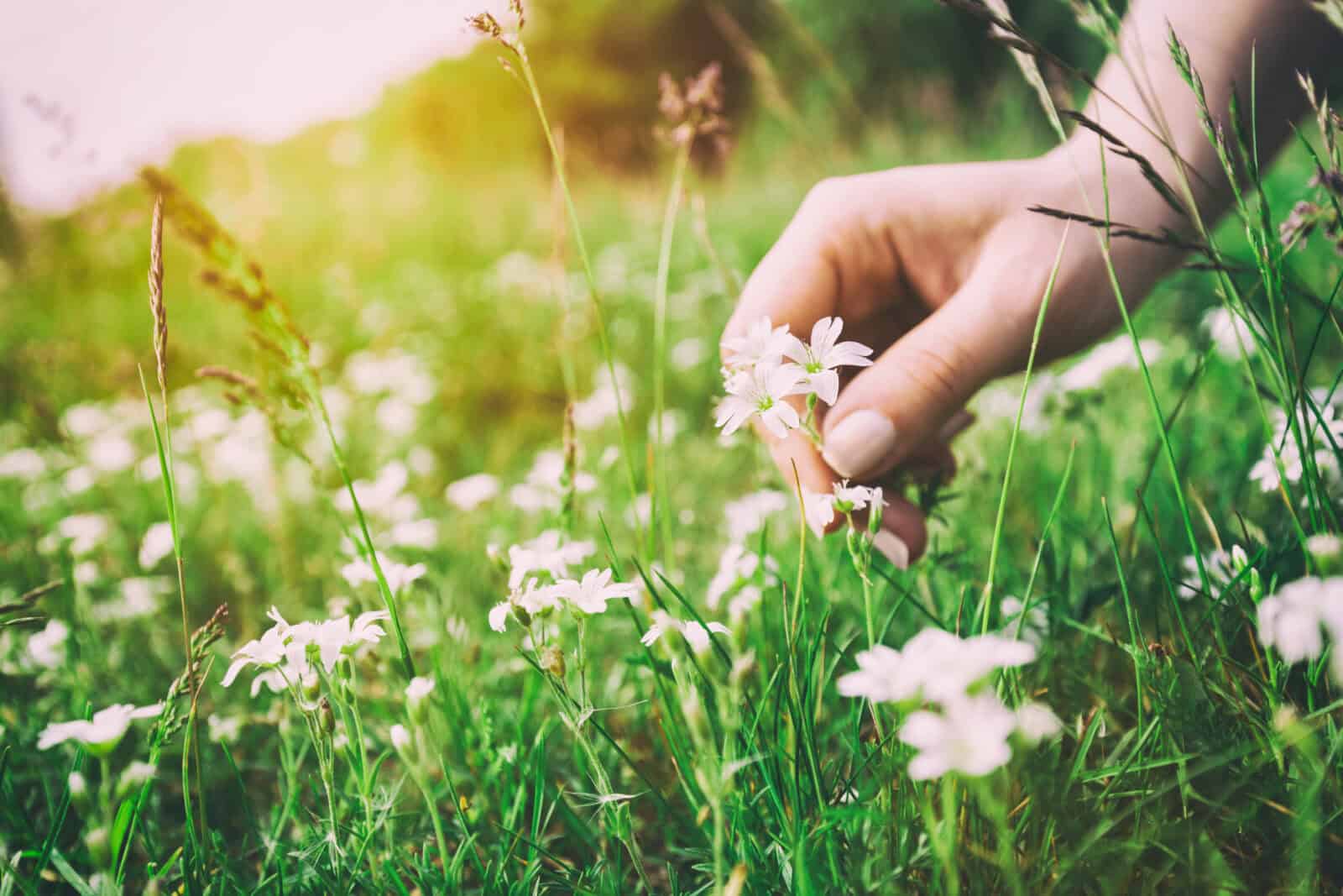 Picking flowers