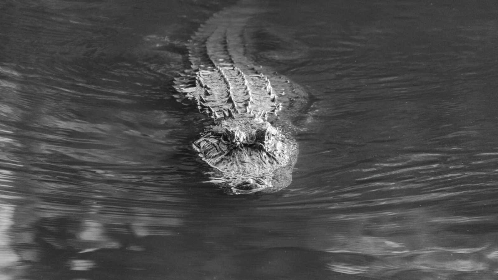 Florida alligator attacks raise new concern after woman dies during river swim near Orlando