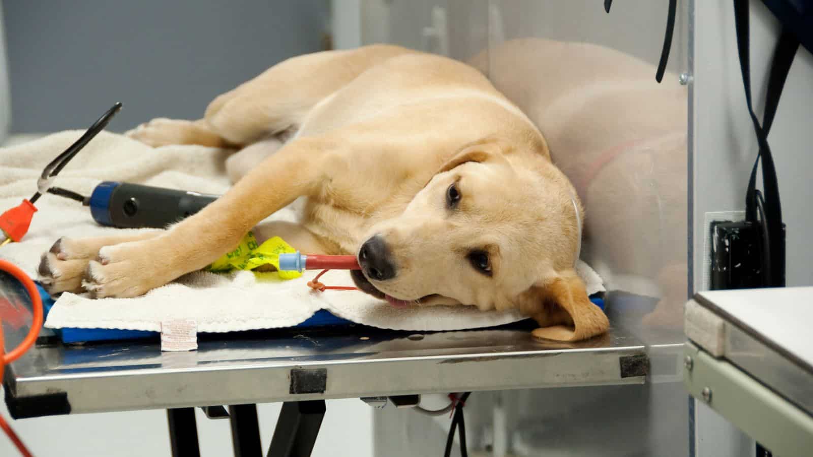 A 77-year-old man fatally shoots a dog that got into a park brawl with his dog
