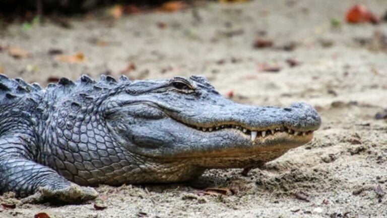 Florida alligator attacks raise new concern after woman dies during river swim near Orlando