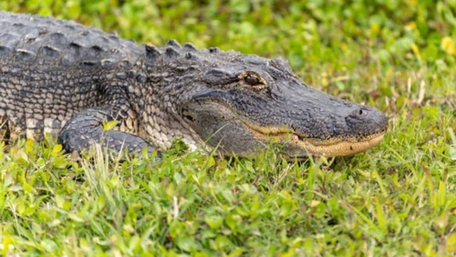 Florida alligator attacks raise new concern after woman dies during river swim near Orlando