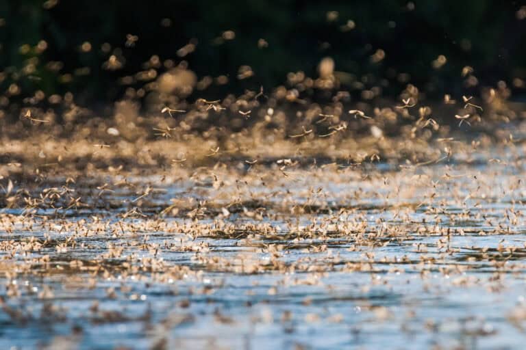 Massive mayfly swarm blankets Ohio gas station in viral summer spectacle