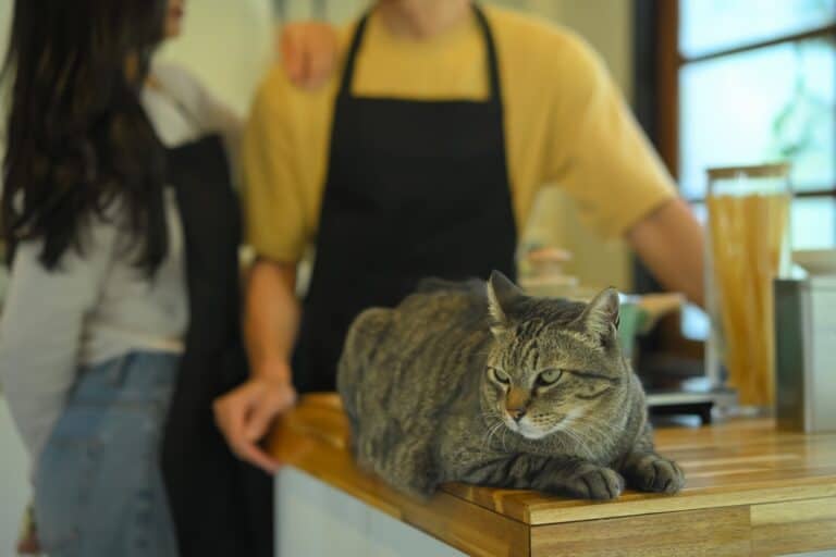 12 simple ways to keep your cat off the kitchen counters for good