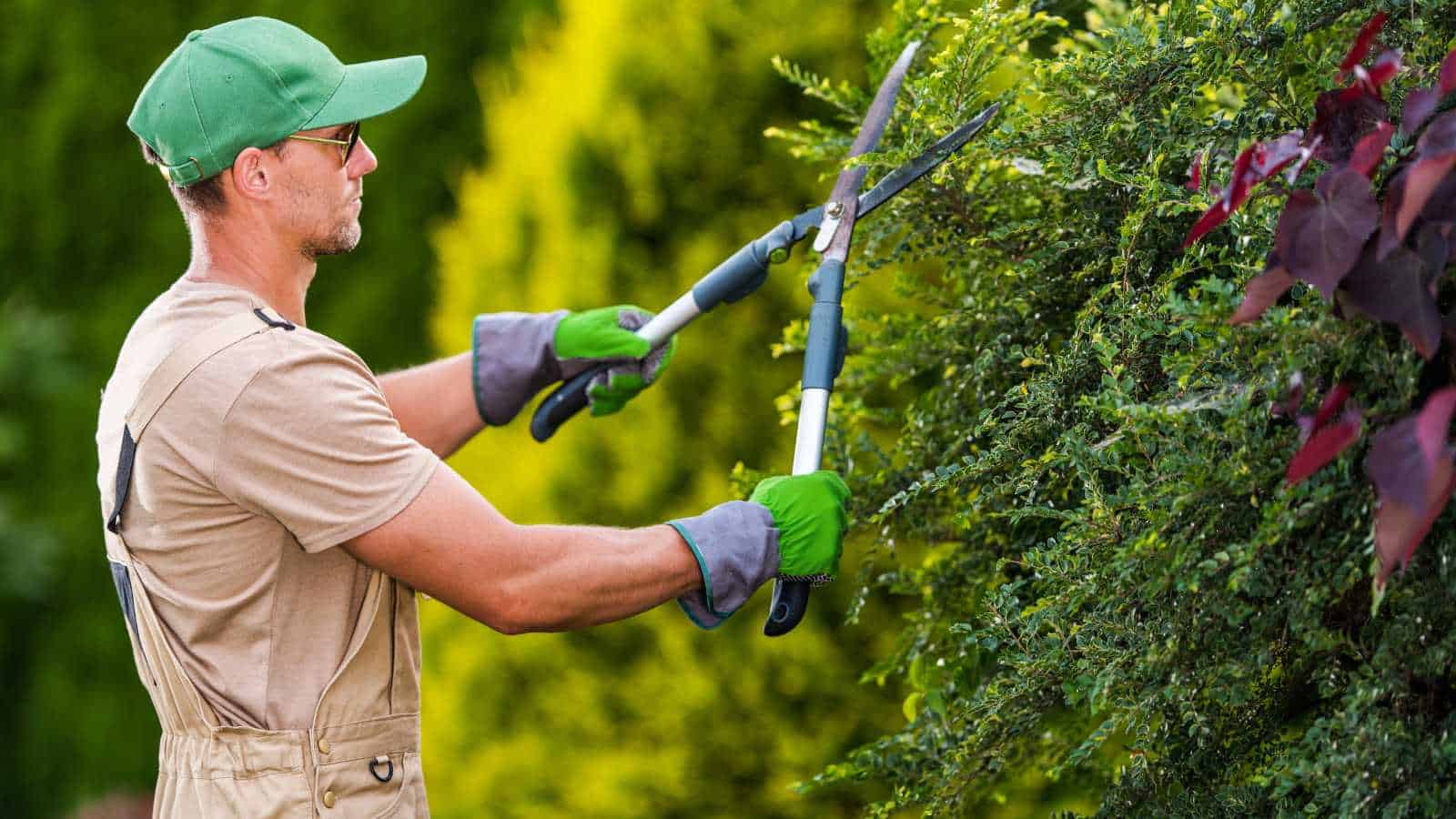 landscaping